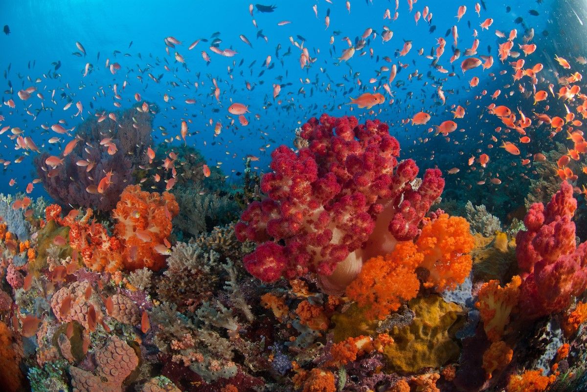Paket Wisata Raja Ampat: Surga Bawah Laut yang Menakjubkan