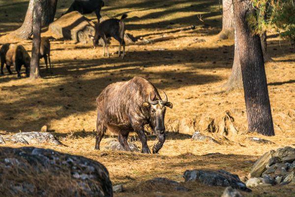 Motithang Takin Preserve: Habitat Unik Satwa Nasional Bhutan