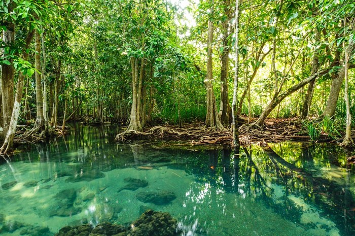 Hutan Bakau Ream: Keindahan Alam dan Keanekaragaman Hayati