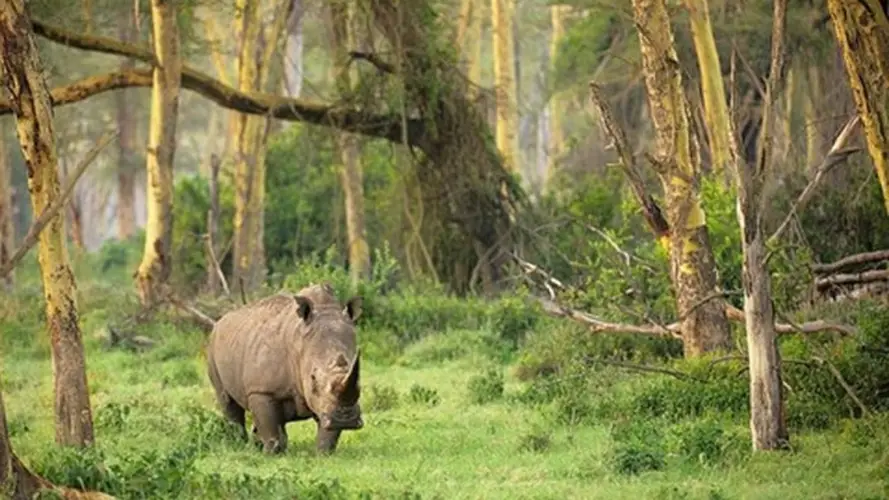 Petualangan Lestari di Ujung Kulon: Ekowisata yang Mendidik dan Menginspirasi