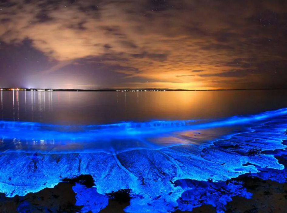 Laut Bersinar Maladewa: Fenomena Bioluminesensi yang Mengubah Malam Jadi Ajaib