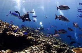 Wisata Bawah Laut: Tips Menyelam Aman di Tempat-Tempat Eksotis