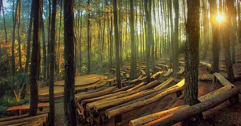 Hutan Pinus Mangunan Yogyakarta – Wisata Alam Sejuk dan Instagramable