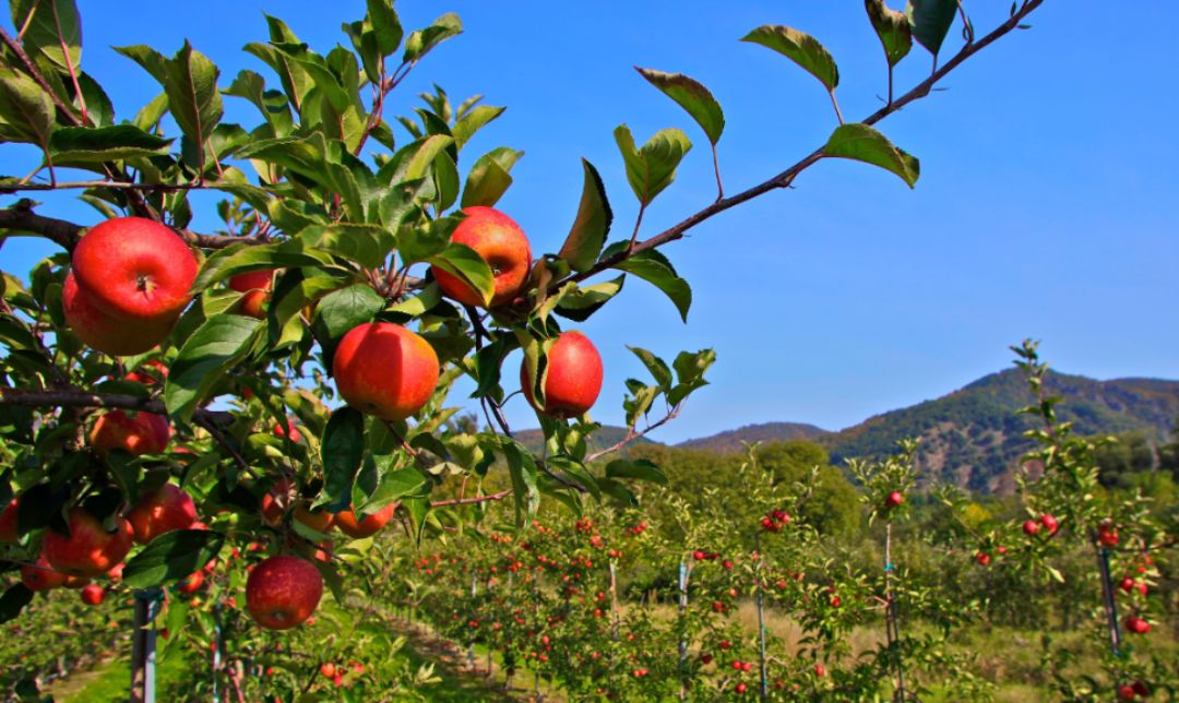 Wisata Malang Murah dan Terjangkau 2025